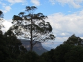 Blue Mountains_122