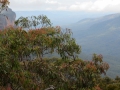 Blue Mountains_209