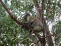 Great Ocean Road_0057