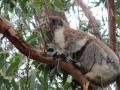 Great Ocean Road_0060