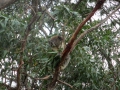 Great Ocean Road_0064