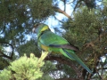 Flinders Ranges_0019