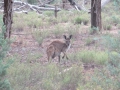 Flinders Ranges_0185