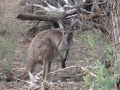 Flinders Ranges_0188