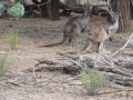 Flinders Ranges_0190