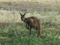 Flinders Ranges_0202