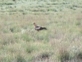 Flinders Ranges_0248