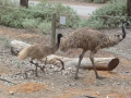 Flinders Ranges_0354