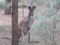 Flinders Ranges_0363