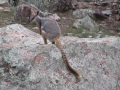 Flinders Ranges_0294