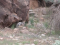 Flinders Ranges_0302