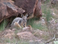 Flinders Ranges_0303