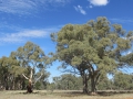 Flinders Ranges_0088