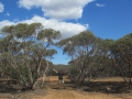 Flinders Ranges_0108