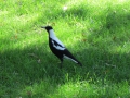 Rottnest Island_0094