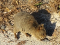 Rottnest Island_0281