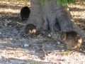 Rottnest Island_0286