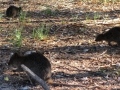 Rottnest Island_0287