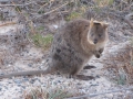 Rottnest Island_0321