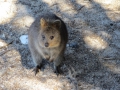 Rottnest Island_0476