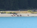 Lake Tekapo_014