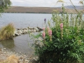 Lake Tekapo_032