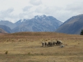 Lake Tekapo_033