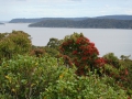 Stewart Island_042