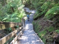 Fox Glacier_081