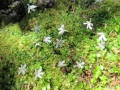 Fox Glacier_085