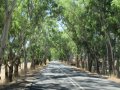 Barossa-Valley-33