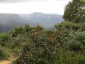 Blue Mountains_269