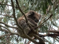 Great Ocean Road_0086