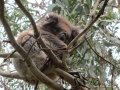 Great Ocean Road_0088