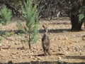 Flinders Ranges_0099