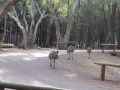 Flinders Ranges_0224