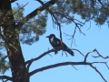 Flinders Ranges_0398