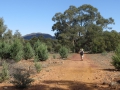 Flinders Ranges_0081