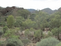 Flinders Ranges_0327