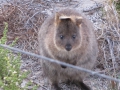 Rottnest Island_0326