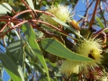 Rottnest Island_0079