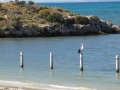 Rottnest Island_0246