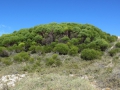 Rottnest Island_0469