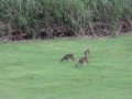 Panama-2019-1051